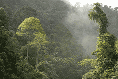 Amazonas regnskogar är världens största luftrenare