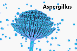 Mögel av arten Aspergillus och dess sporer