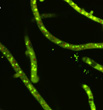 Indikation gällande mögel Aspergillus niger