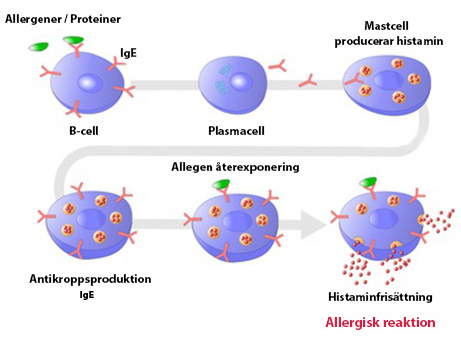 Hur allergener startar allergi