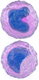Illustration av monocyt,makrofag och T-cell