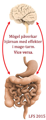 Mögel påverkar hjärnan med effekter i mage-tarm. Vice versa.