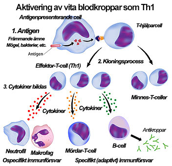 Hur antigen som mögel och bakterier samt emissioner i ett sjuka hus påverkar immunförsvaret