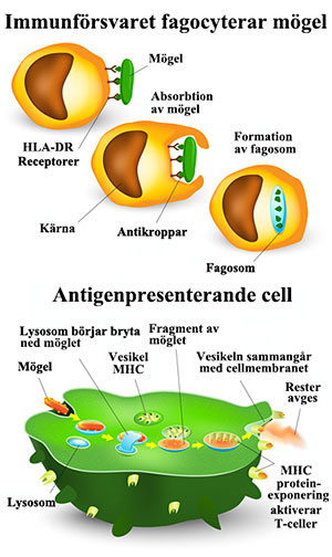 Immunförsvaret fagocyterar mögel och antigenpresenterande cell aktiverkar vidare försvar