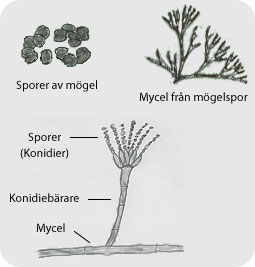 Mögel från spor till mycel och sporspridning