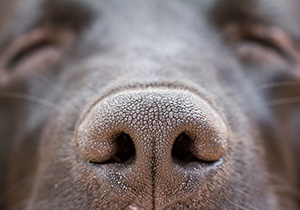 Mögelhund spårar mögel genom dess lukt