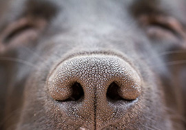 Hundens goda luktsinne kan utnyttjas. Läs mer om mögelhund.
