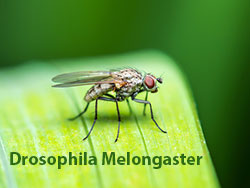 Lukt från mögel skadar fruktflugan Drosophila melongaster