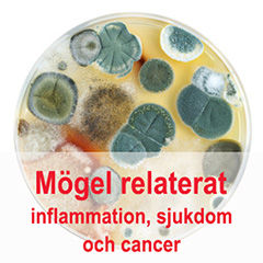 Mögel och sjuka hus kan ge cancer