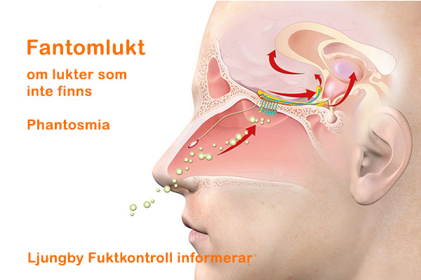 Fantomlukt lukt som inte finns phantosmia